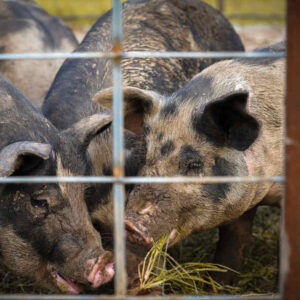 four pigs eating on other side of fence.
